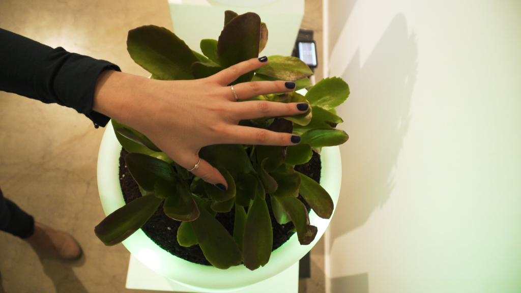 Person touching plant