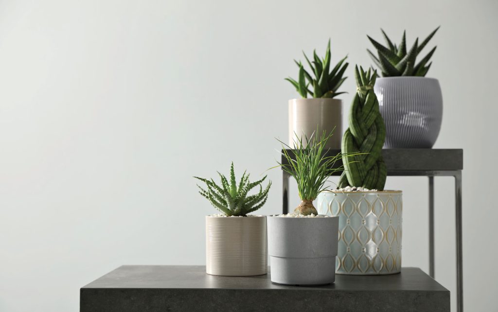 House plants in white planters