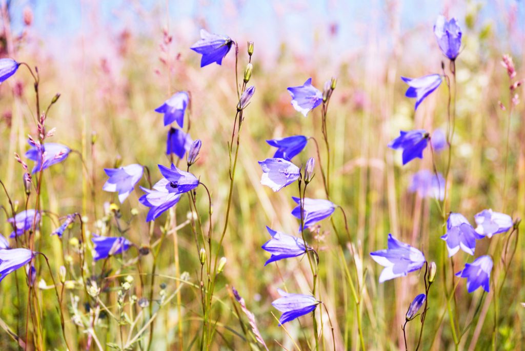 Purple harebell plant