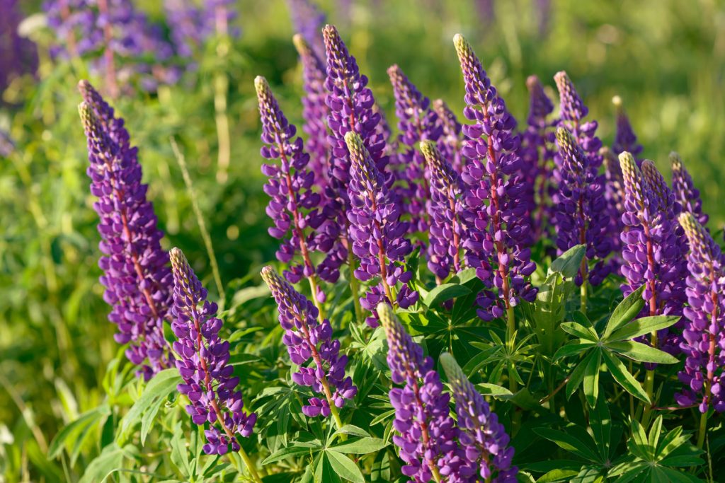 Purple sundial lupie plant