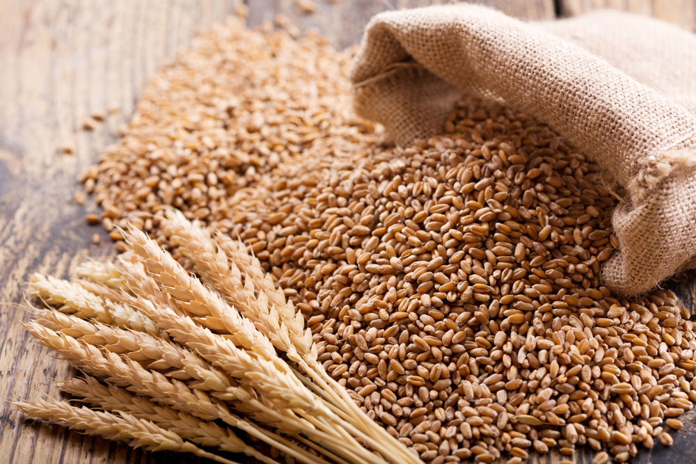 Wheat seeds pouring out of a burlap bag
