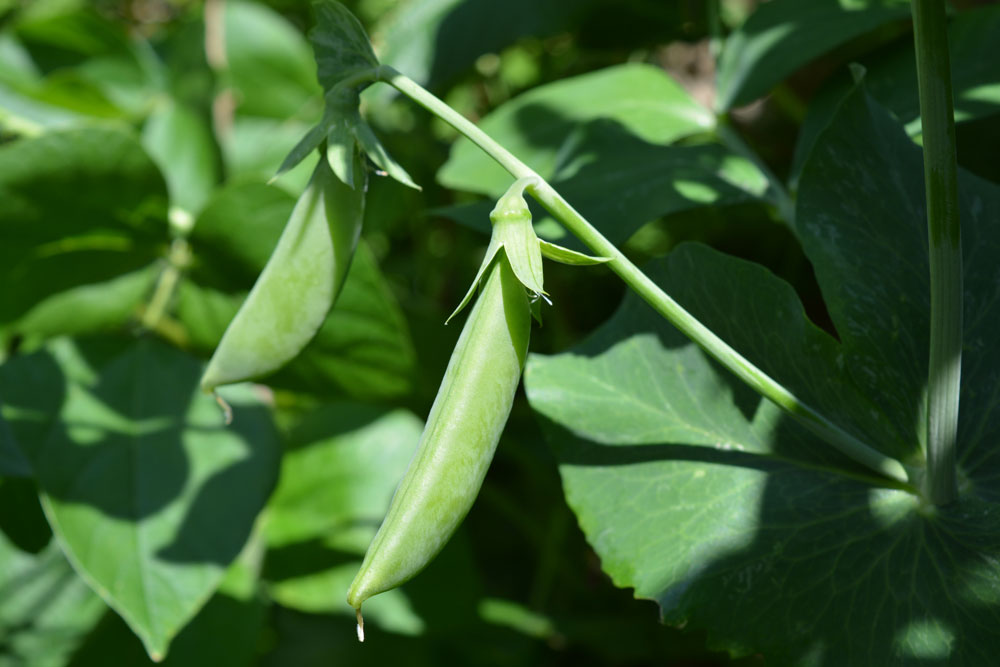 Snap pea pod on a bush