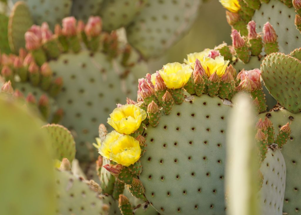 A close-up of blooms on a cactus