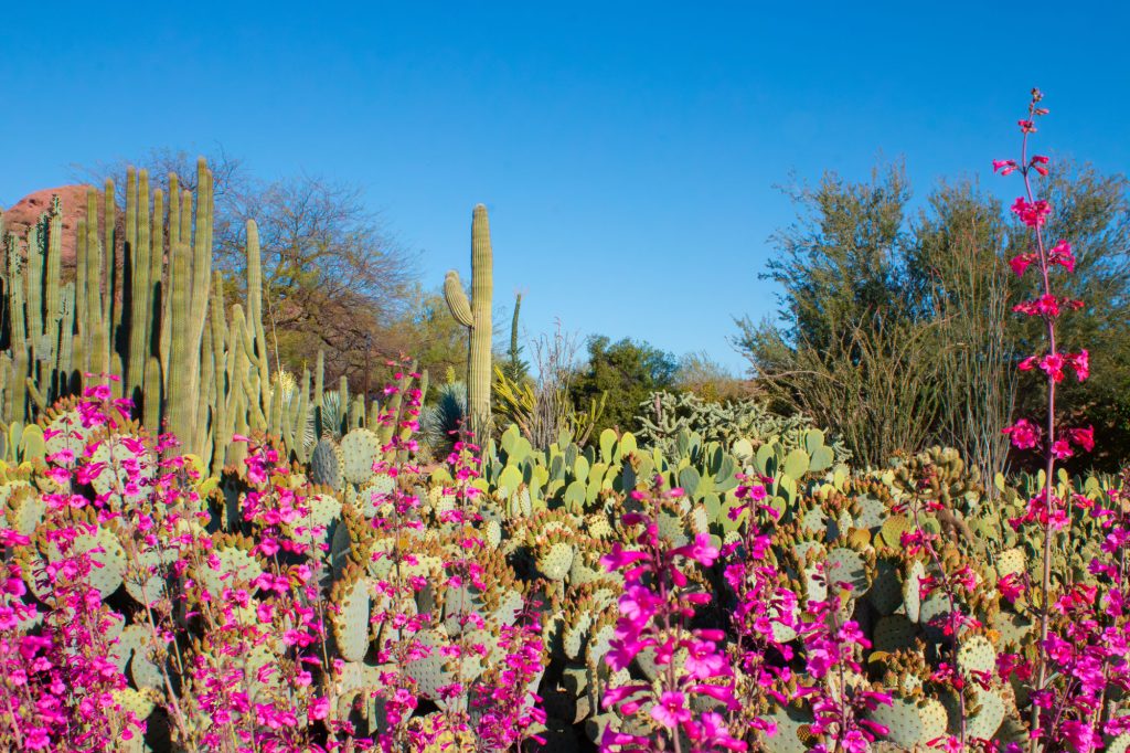 Colorful desert plants and cacti