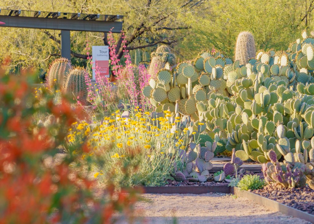 Desert plants in the Desert Botanical Garden