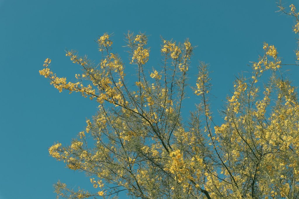 Branches of a palo verde tree