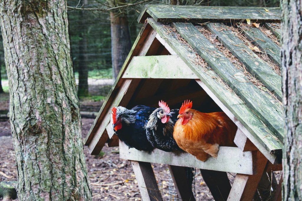 Chickens in a coop