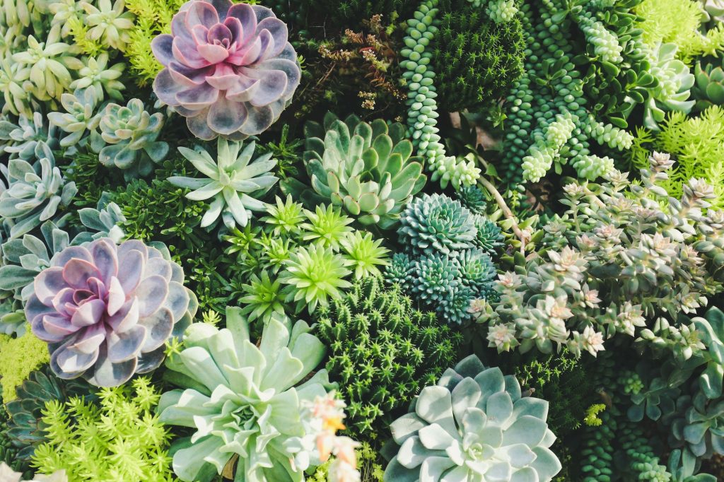A collection of succulents