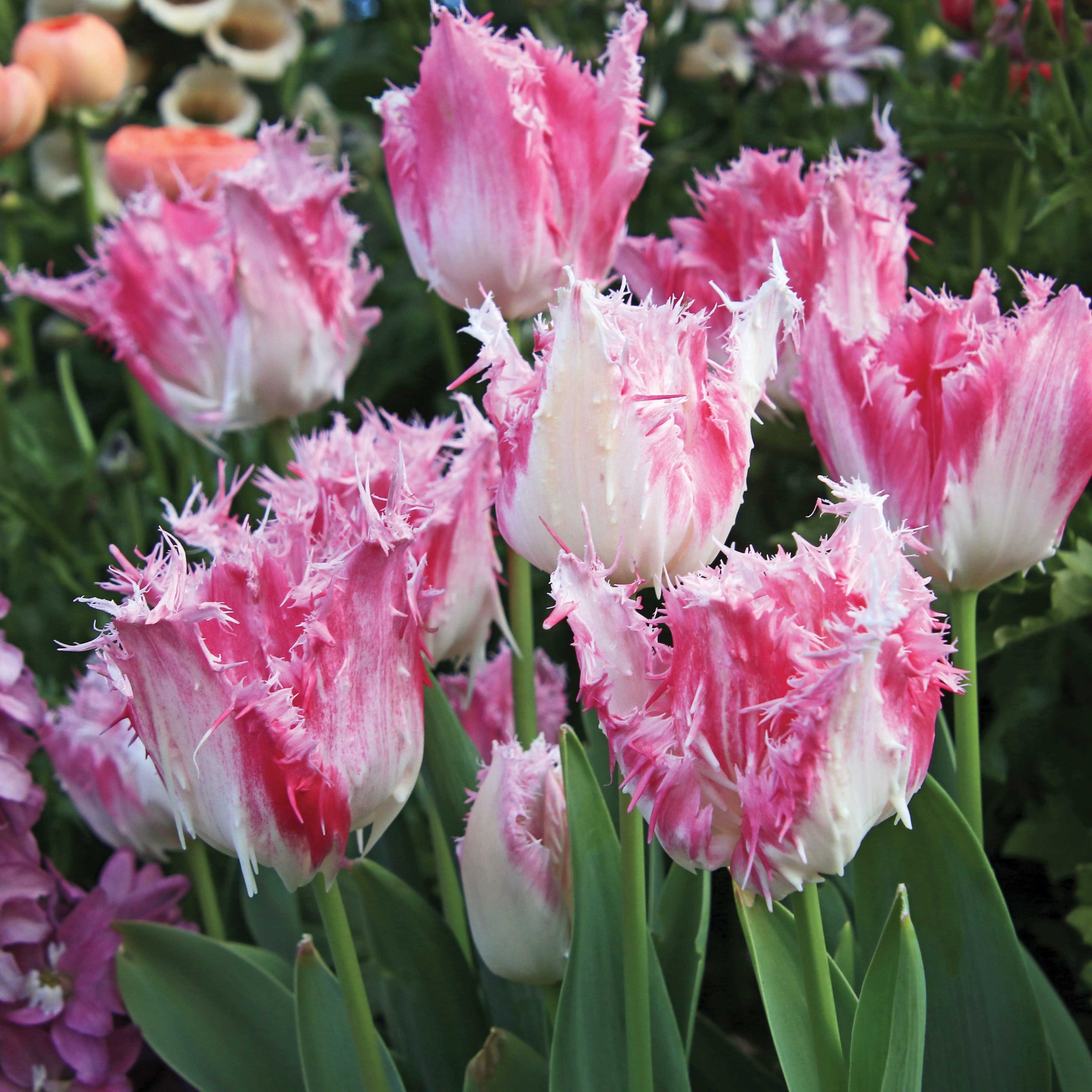 (Tulipa ‘Drakensteyn’)