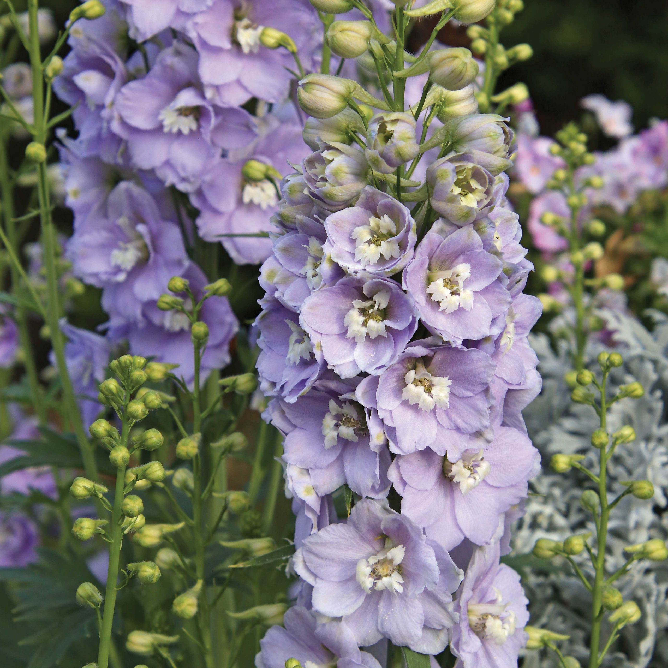 (Delphinium elatum ‘Candle Light Blue Shades’)