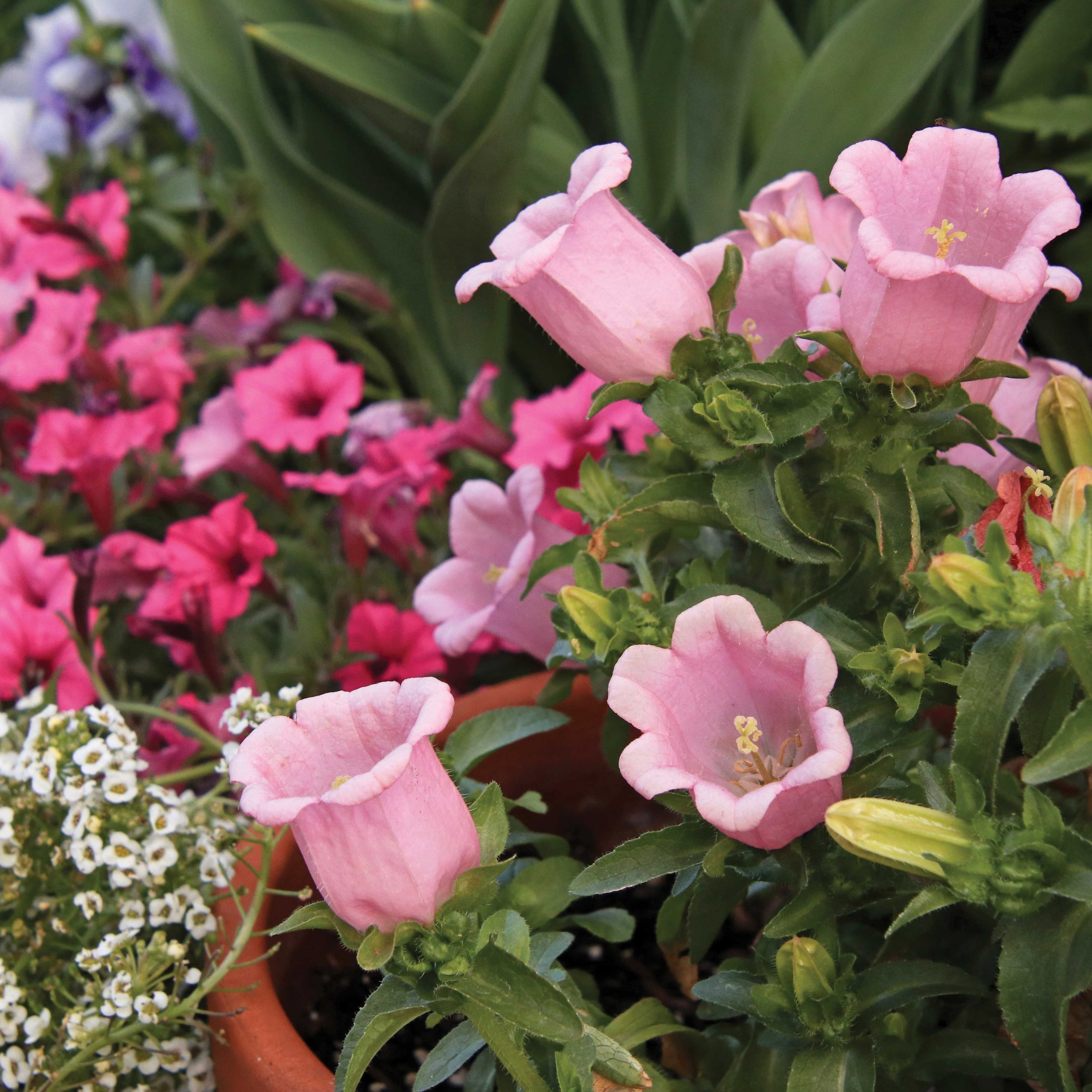(Campanula medium ‘Appeal Pink’)