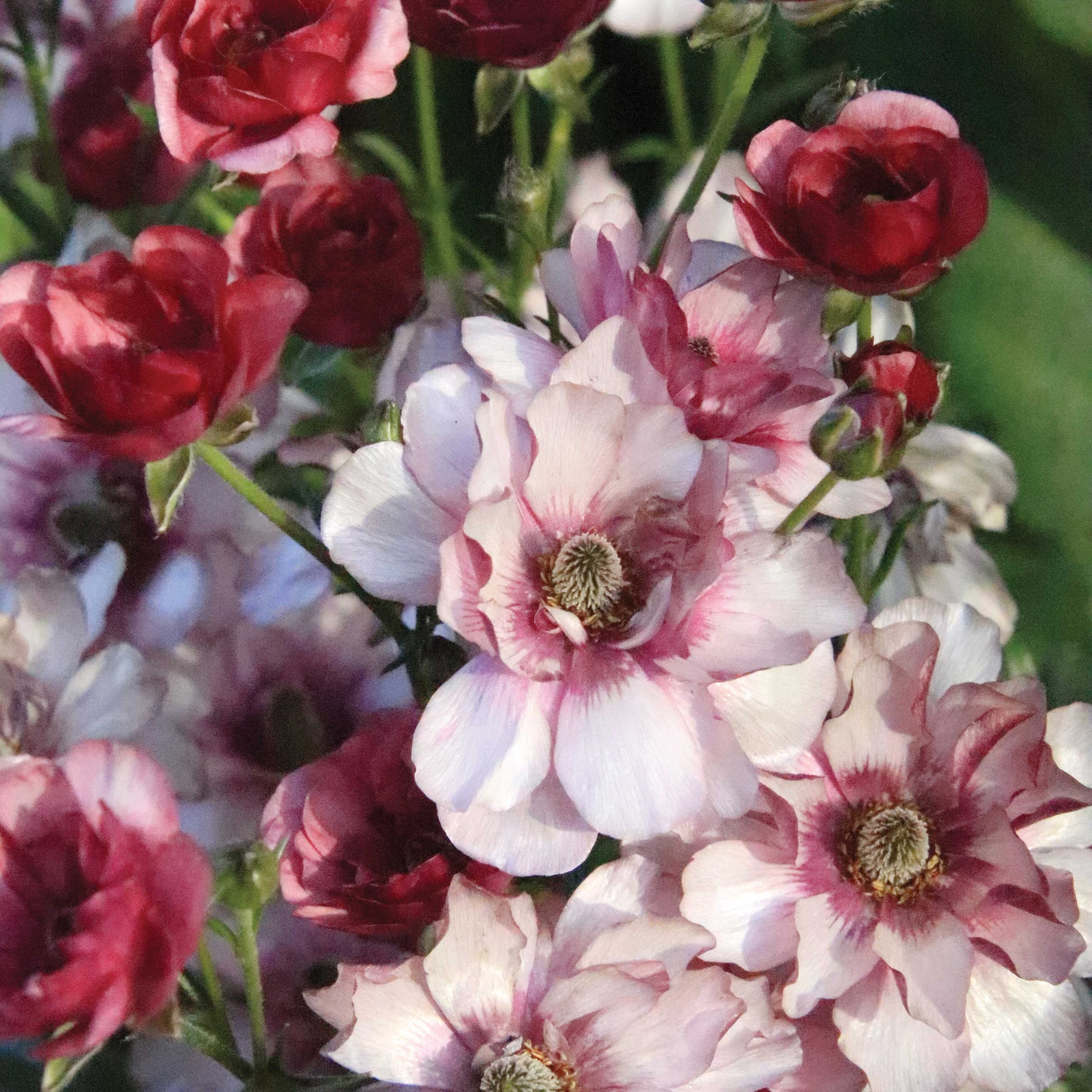 (Ranunculus Butterfly ‘Musa’)