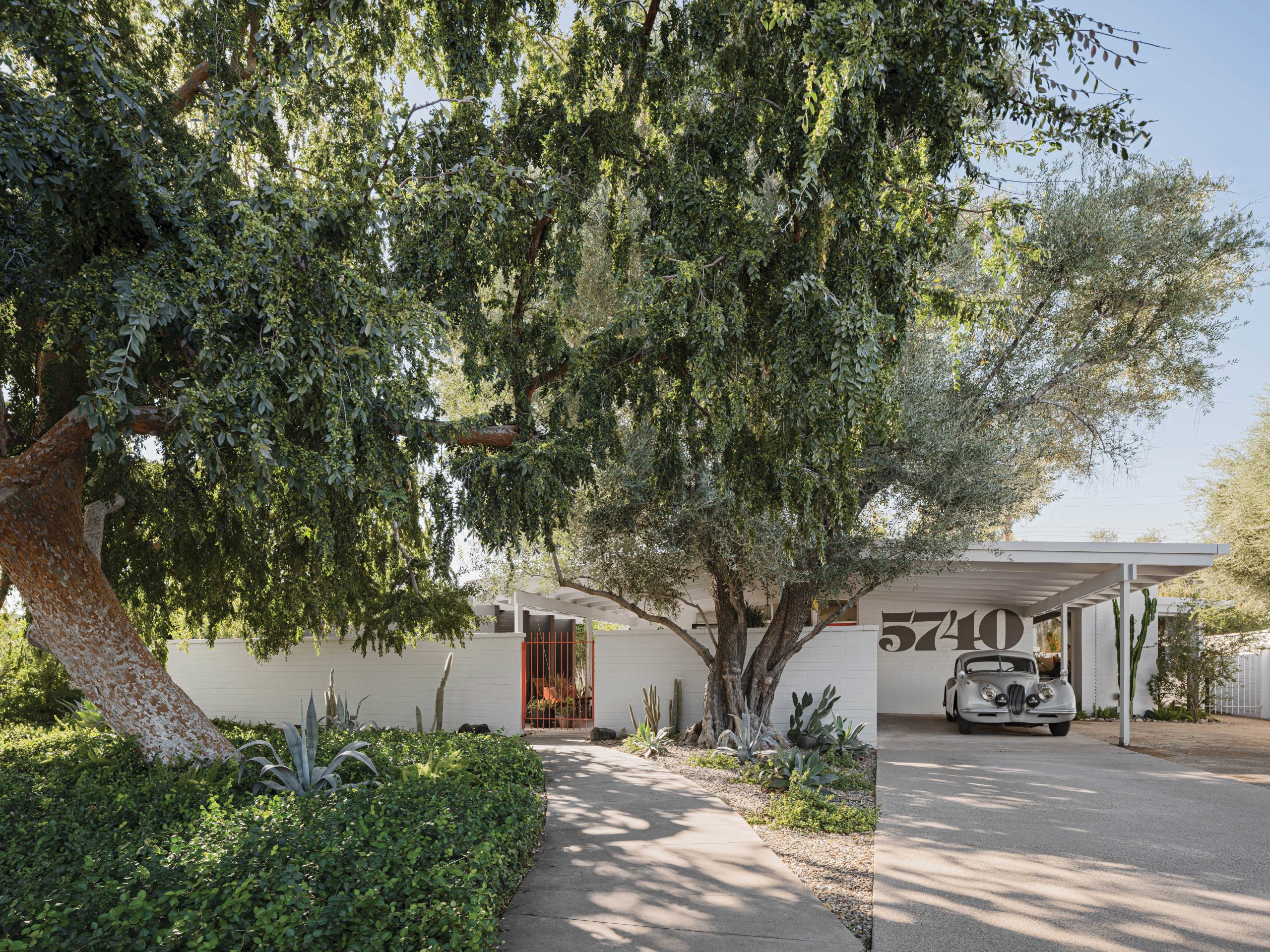 Bob and Helen Winkel purchased their 1953 home in Phoenix’s desirable Marlen Grove neighborhood in 1980. The house, which was designed by Ralph Haver and features a south-facing yard and large walled courtyard, had been owned by a graphic designer who added the large street numbers to the facade. The couple hired architect Wendell Burnette to update the home, which had remained relatively untouched since it was built. His thoughtful modernizations and addition complement Haver’s original vision and do not affect the structure’s midcentury curb appeal. Bob bought the silver Jaguar, also from 1953, as a high school graduation gift to himself.