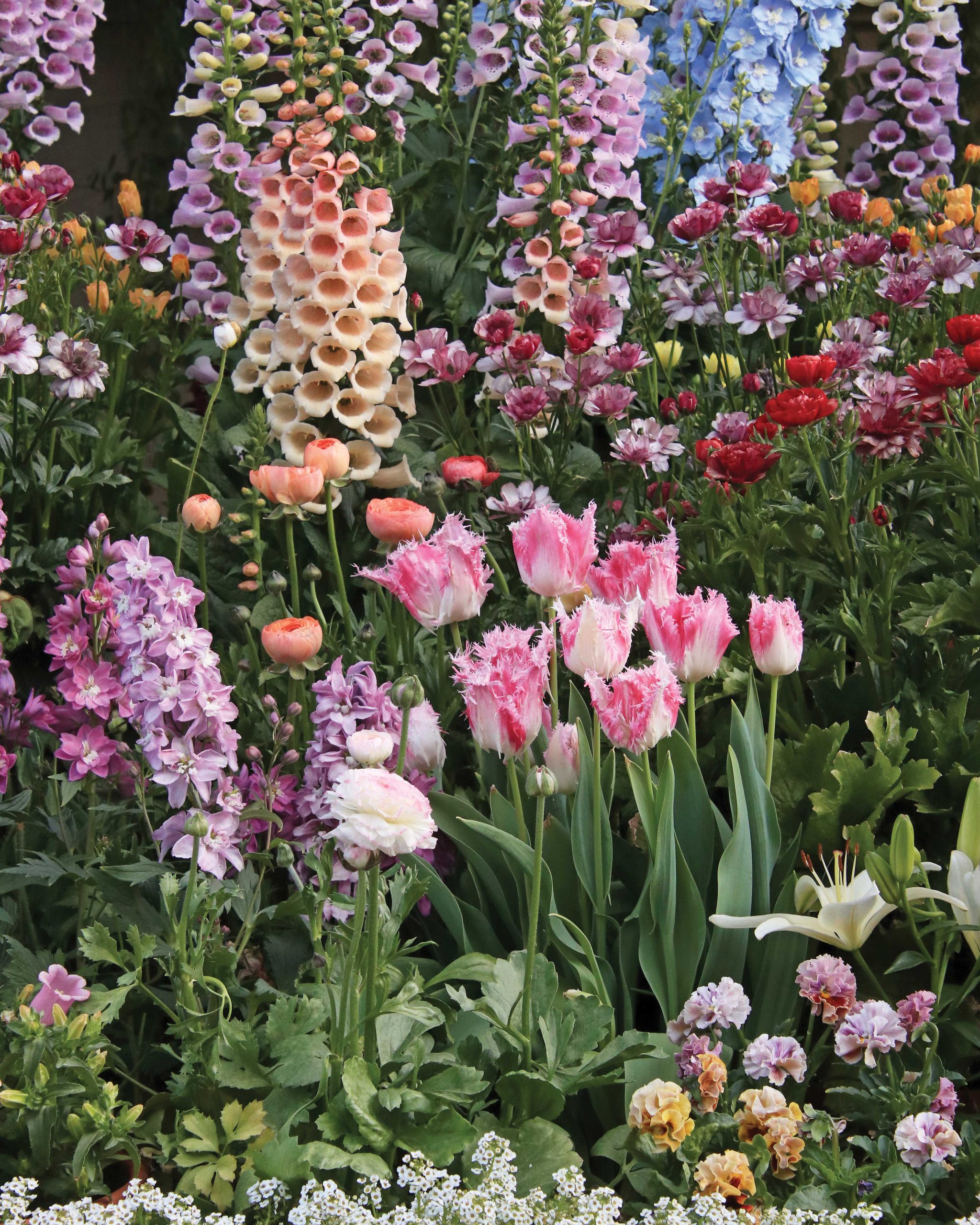 Flowers planted in the winter result in a riotous burst of lush color by spring in this Gilbert cottage container garden.