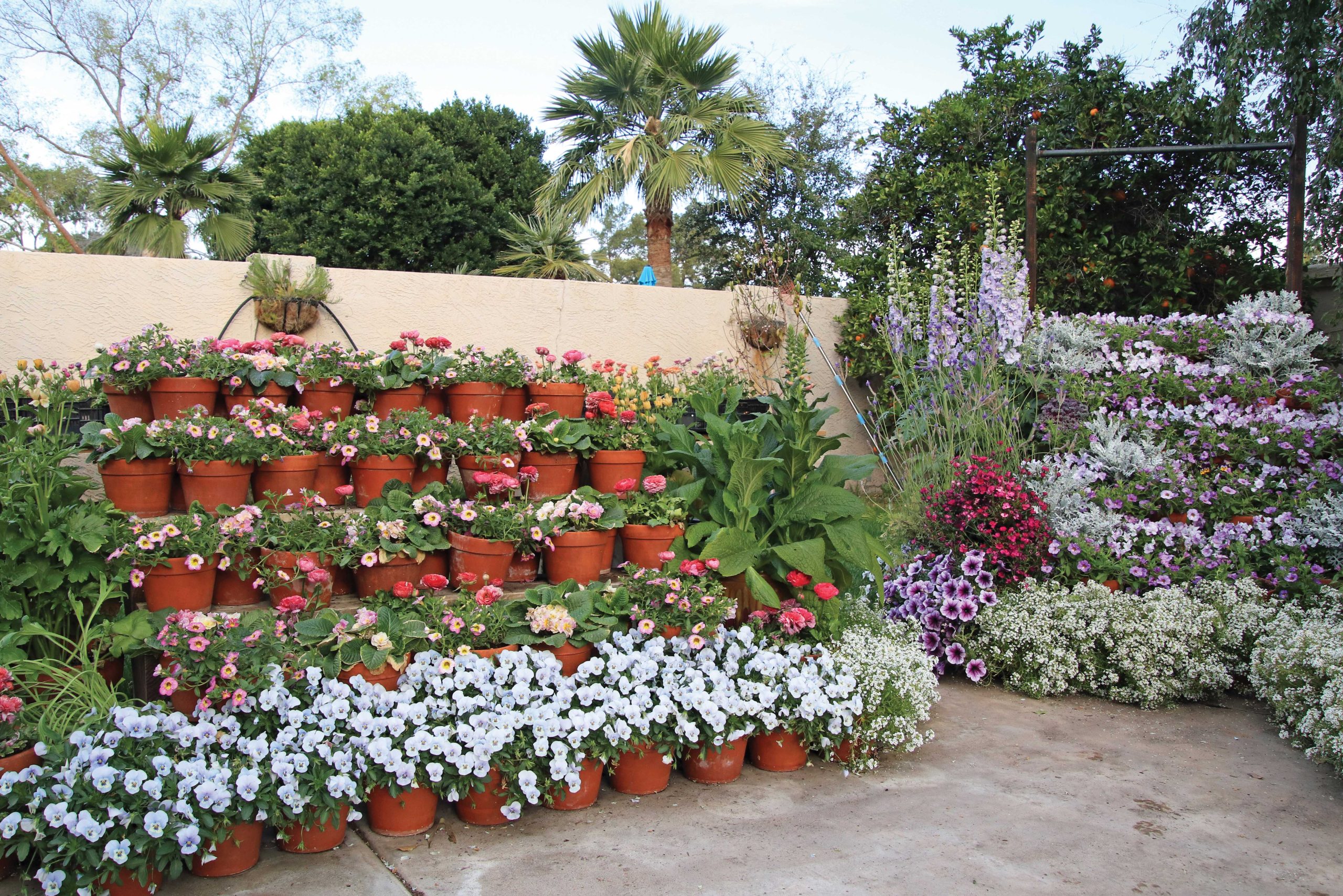 Tiered racks of flower-filled containers fill the patio on either side, ready to transition into the main display as they mature.