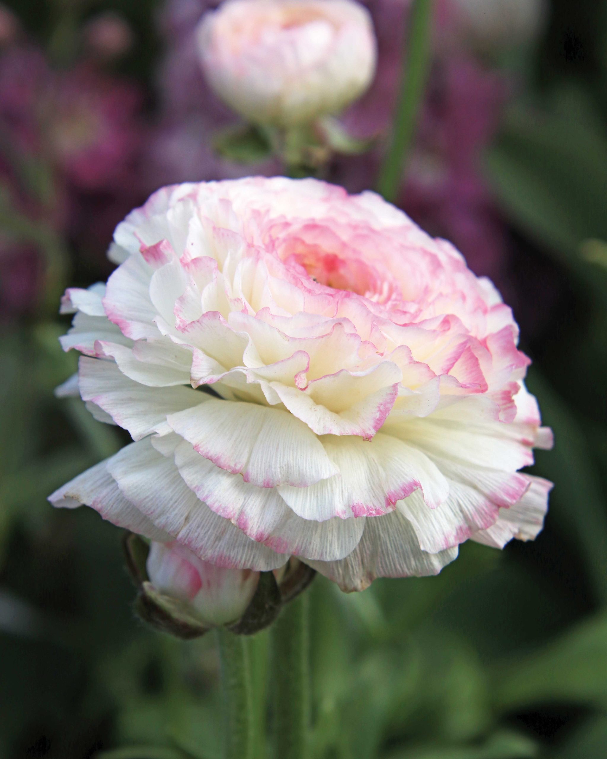 Ranunculus ‘La Belle White Picotee’