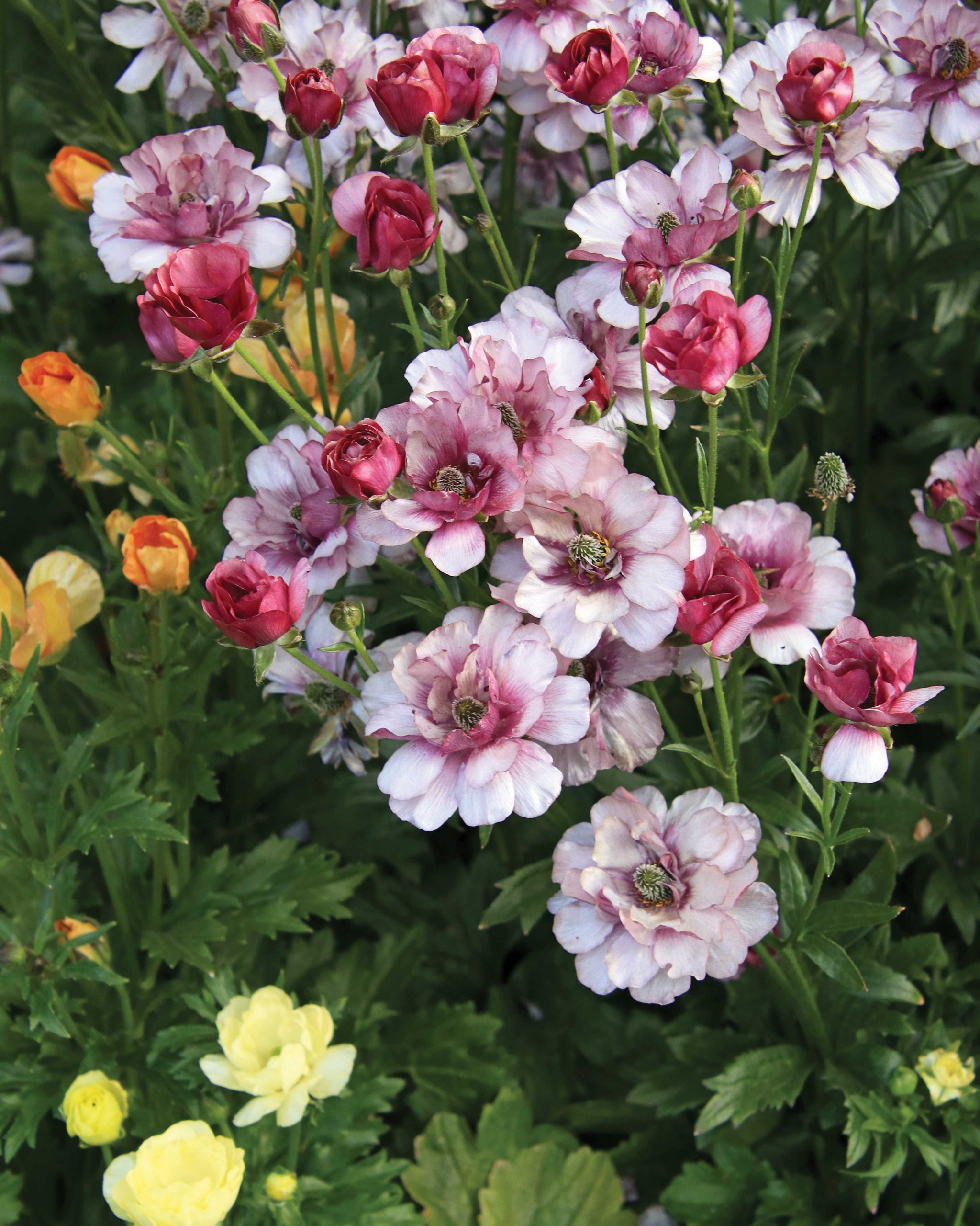 Ranunculus Butterfly ‘Musa’