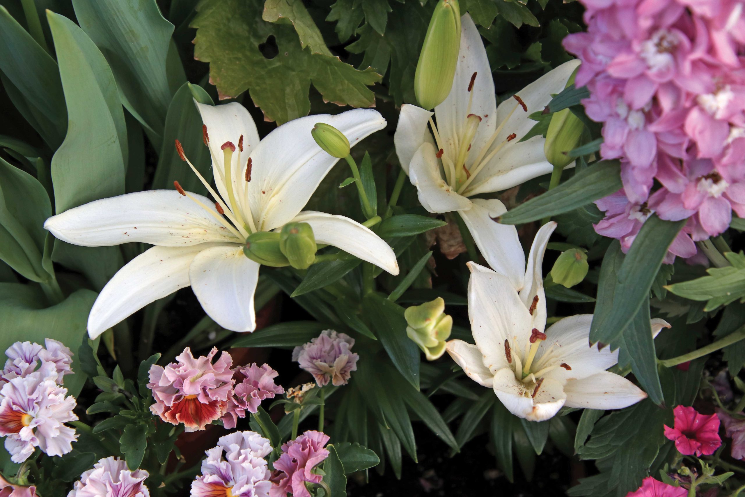 ‘Sparkling Joy’ Lily