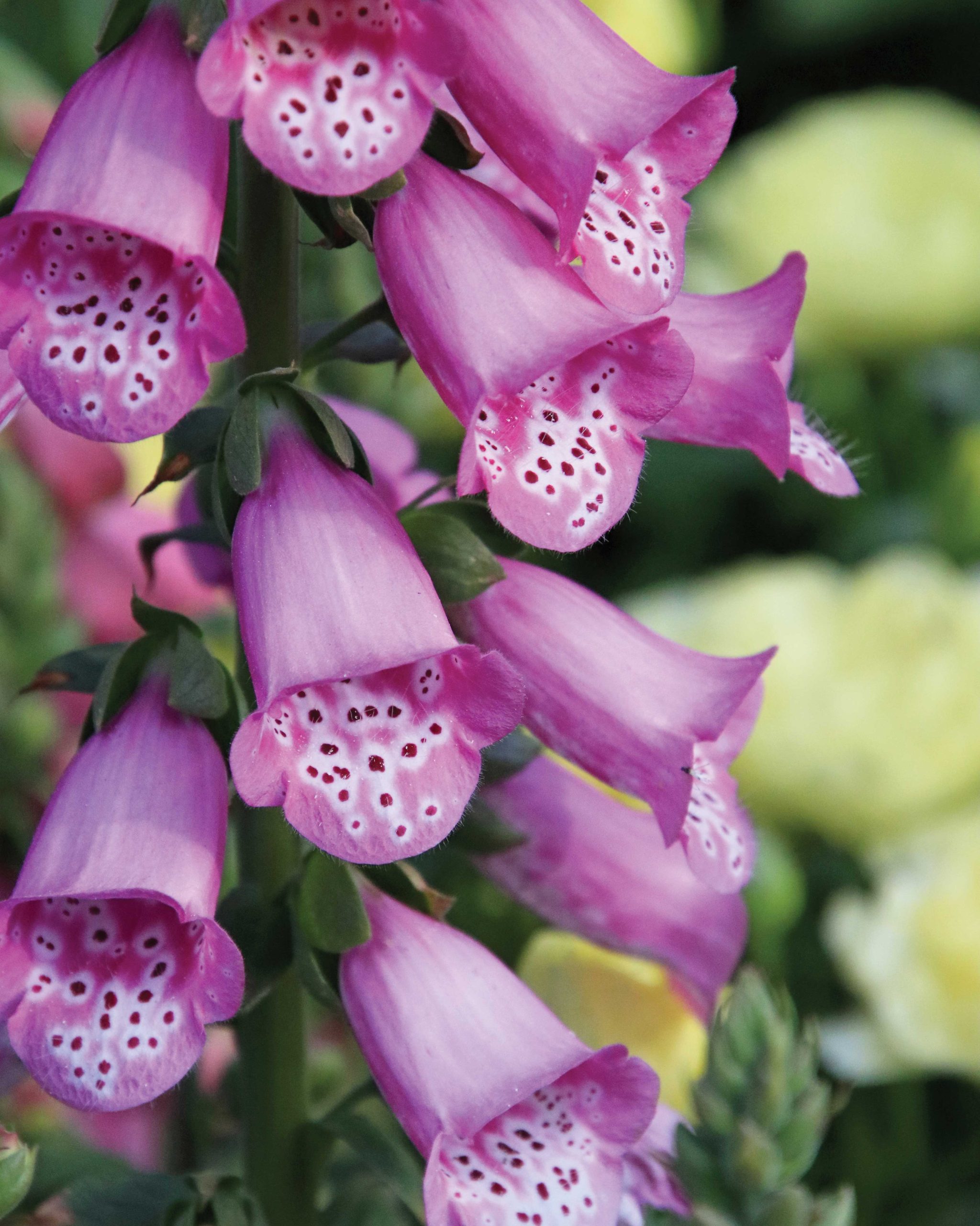 ‘Pink Panther’ Foxglove