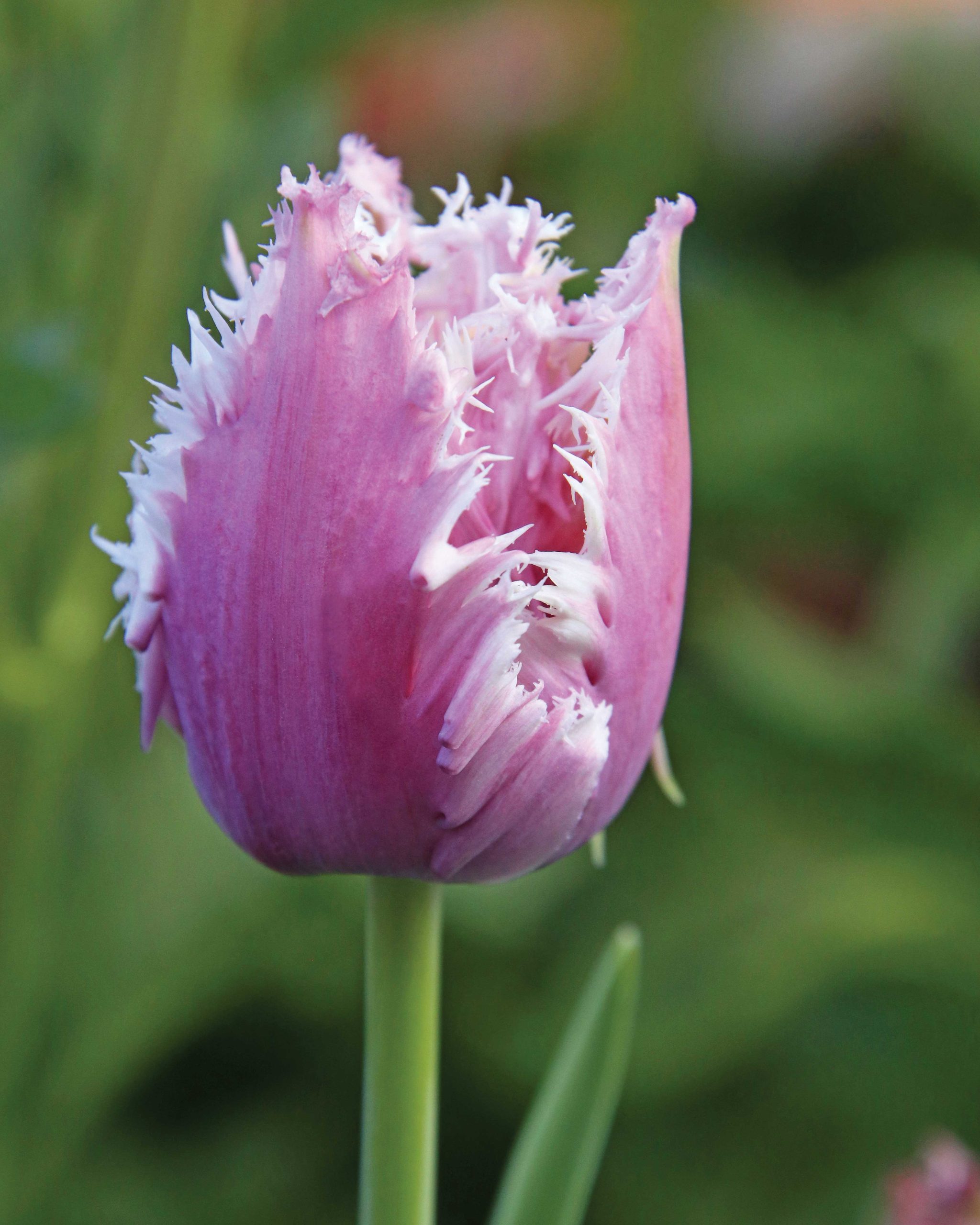 Tulip ‘Crunchy Cummins’